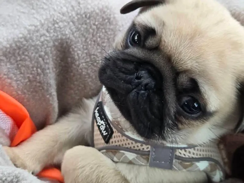 Heartville Pugs
