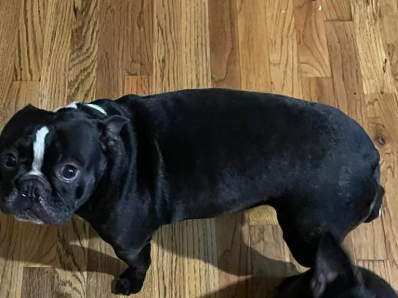 Heath's Boston Terriers photo 1