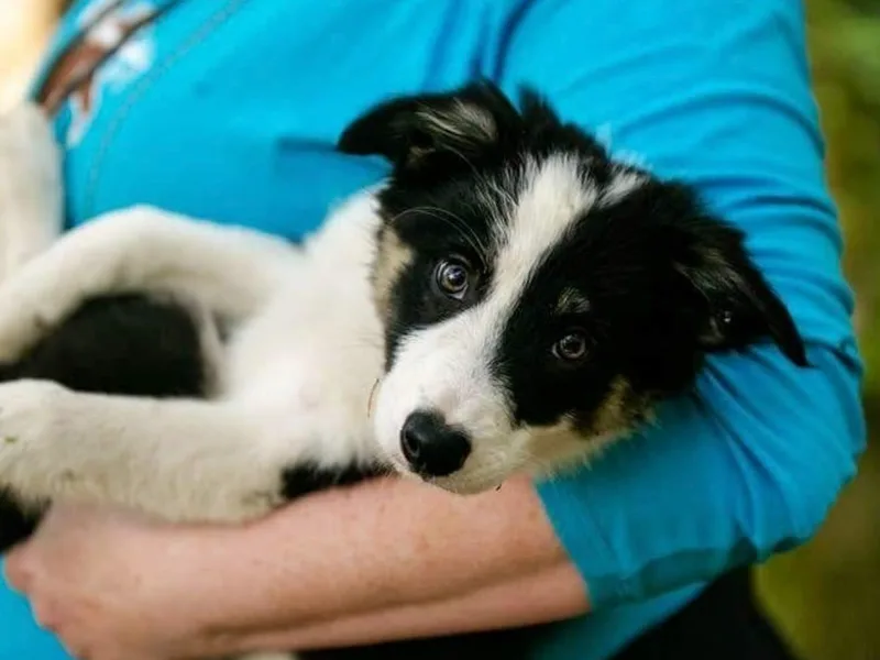 Heather Bandoli's Border Collies