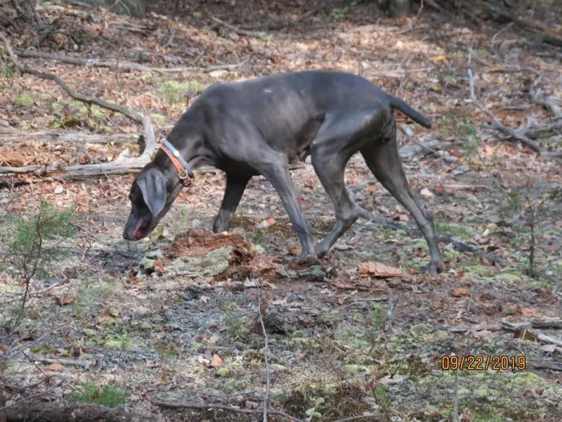 Heather Fender's Weimaraners
