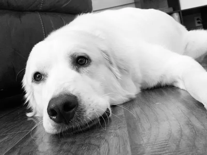 Heather Kraus's Labrador Retrievers