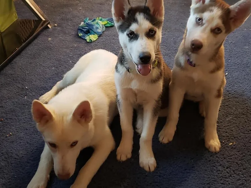 Heather Payton's Siberian Huskies