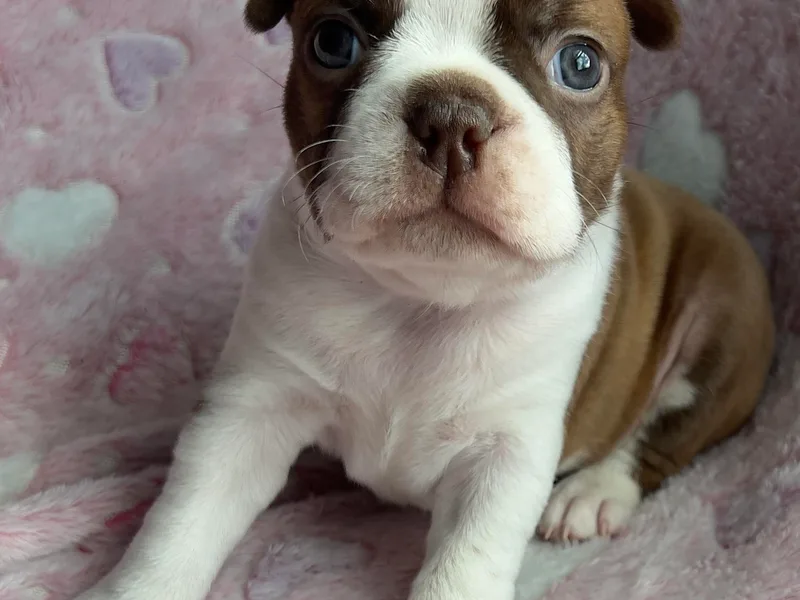 Heather's Boston Babies