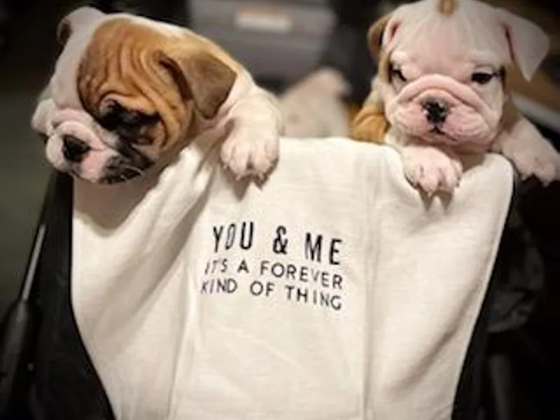 Heather's Bulldogs photo 1
