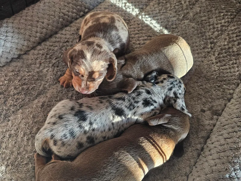 Heather's Dachshunds