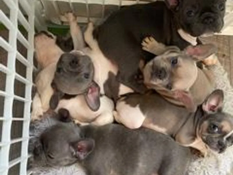 Heather's French Bulldogs