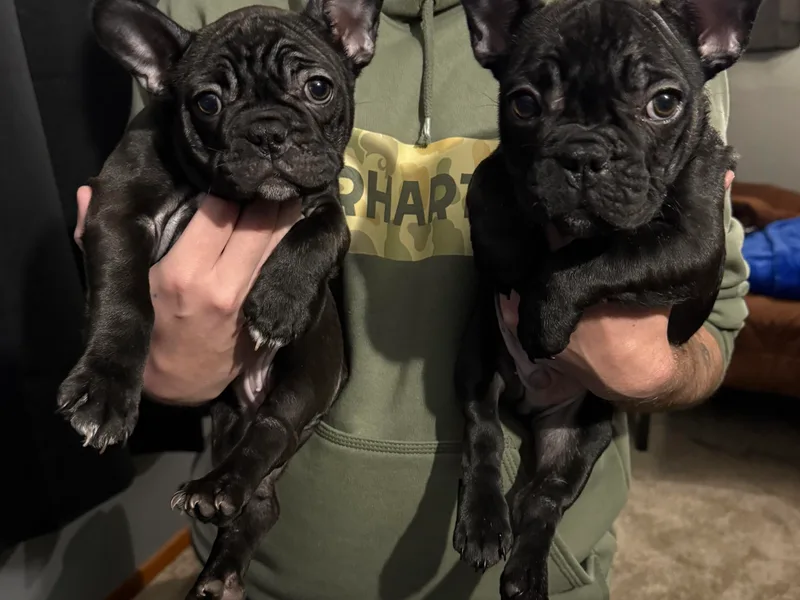 Heather's French Bulldogs