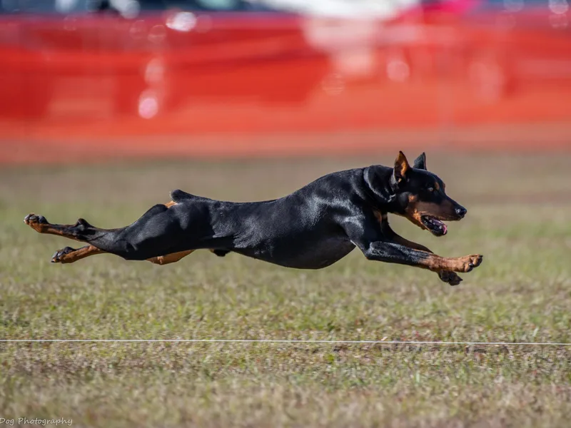 Heather's German Pinscher Stud Dog photo 1