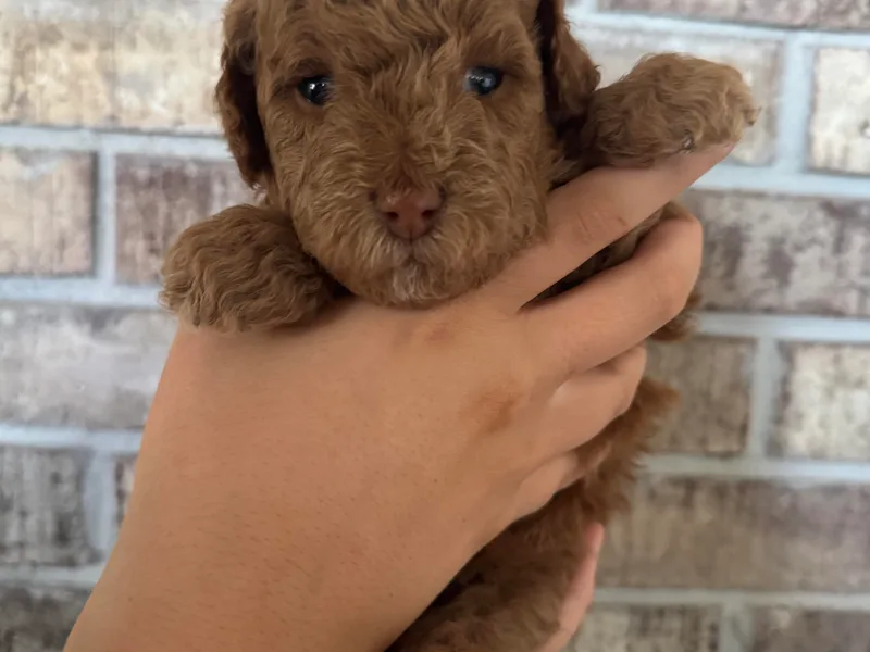 Heather's Goldendoodles
