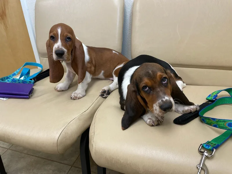 Heather's Happy Hounds