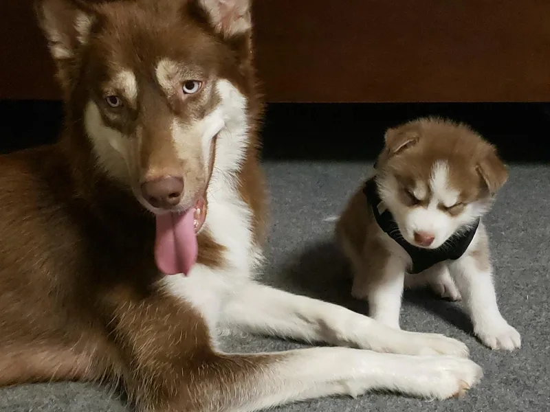 Heather's Happy Huskies