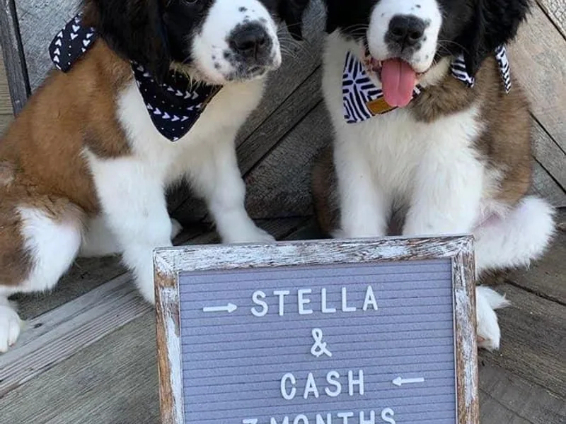 Heather's Noble Saints