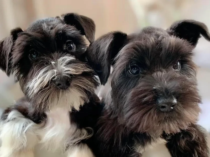 Heather’s Schnauzers photo 1