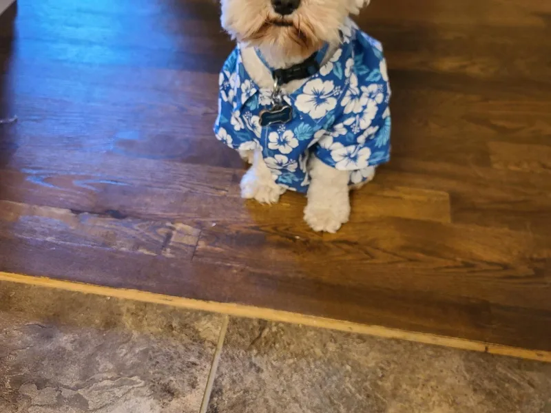 Heather's Schnauzers