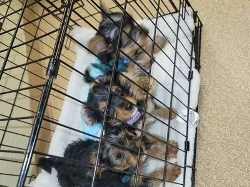 Heather's Yorkies photo 1