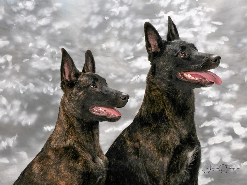 Heather Sather's Dutch Shepherds