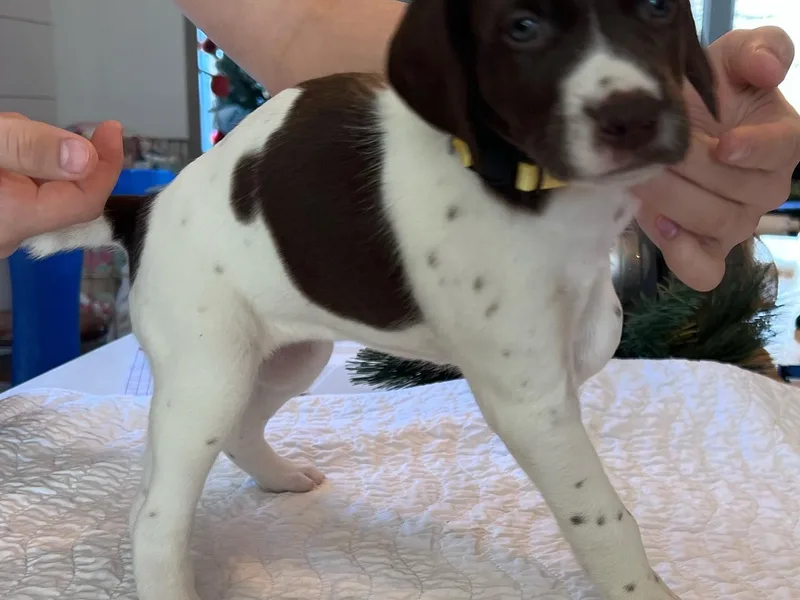 Heather Swallows's German Shorthaired Pointers