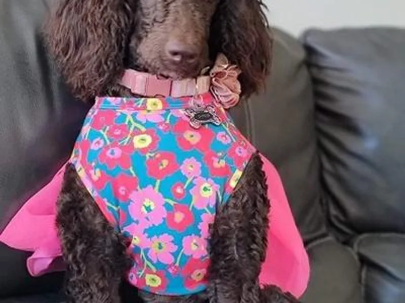 Heather Yang's Aussiedoodles