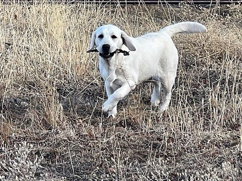 Heatherdowns Labradors, Ltd