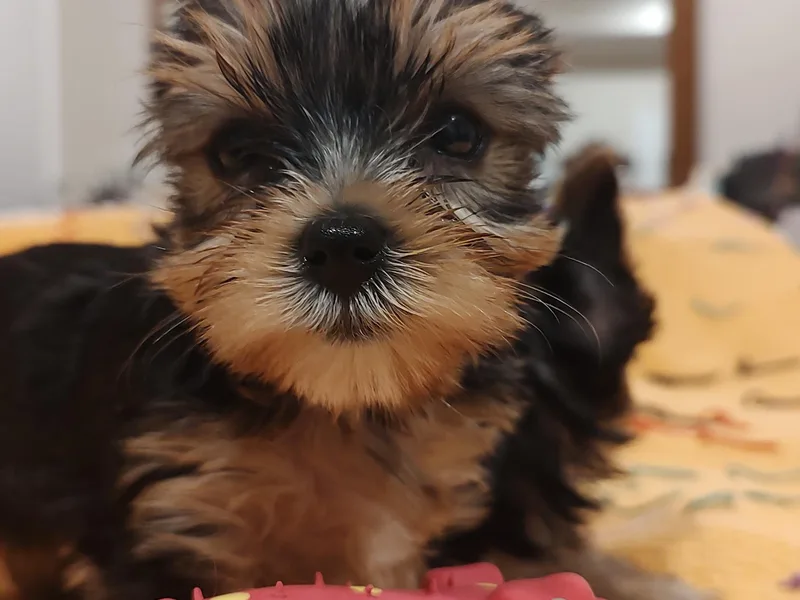 Heaton Hill Farm Yorkies