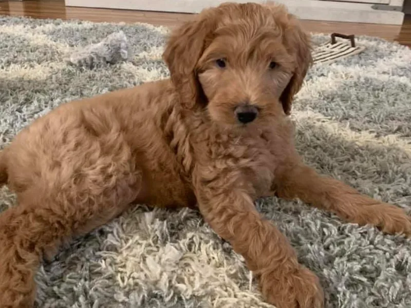 Heaven Doodle Farms