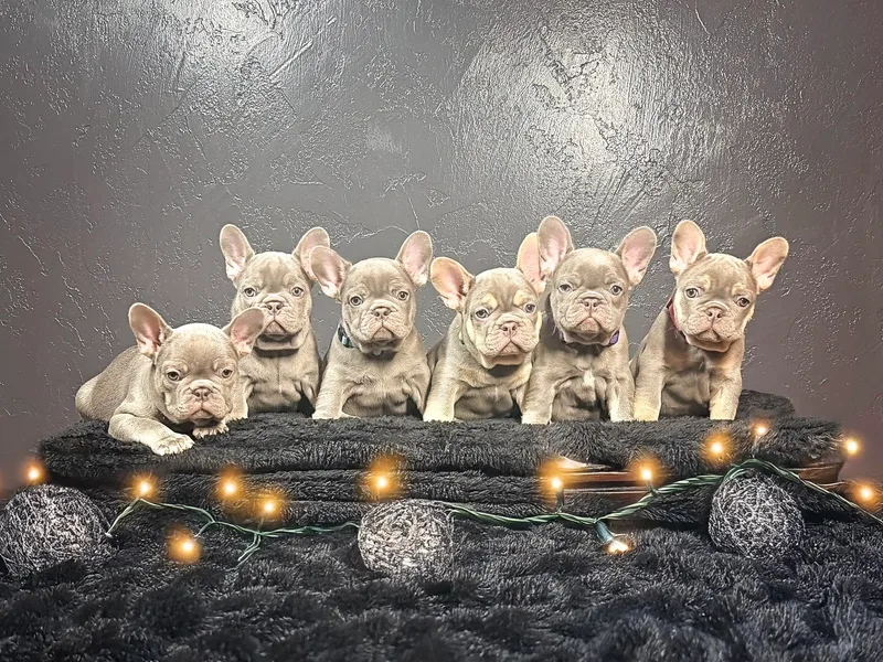 Heaven Lee French Bulldogs photo 1
