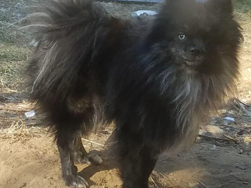 Heaven Postel's Pomeranians
