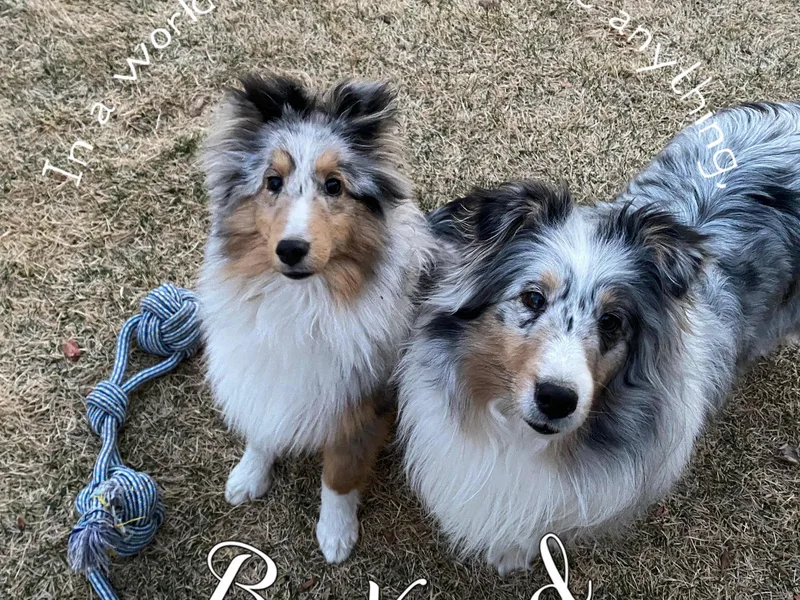 Heaven’s Shelties