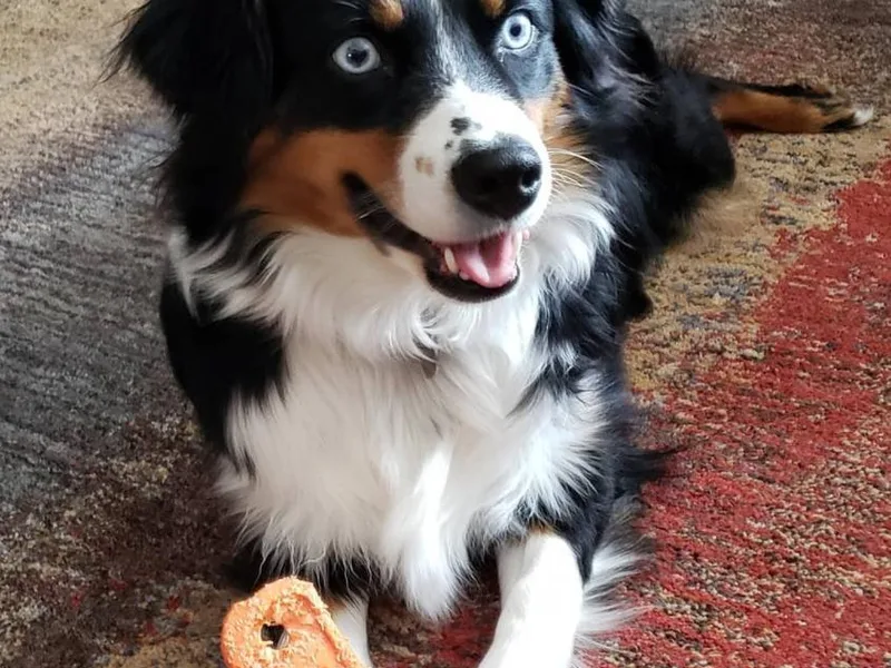 Heaven Scent Aussies