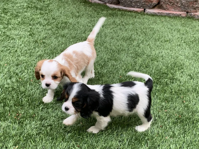 Heaven Sent Cavaliers