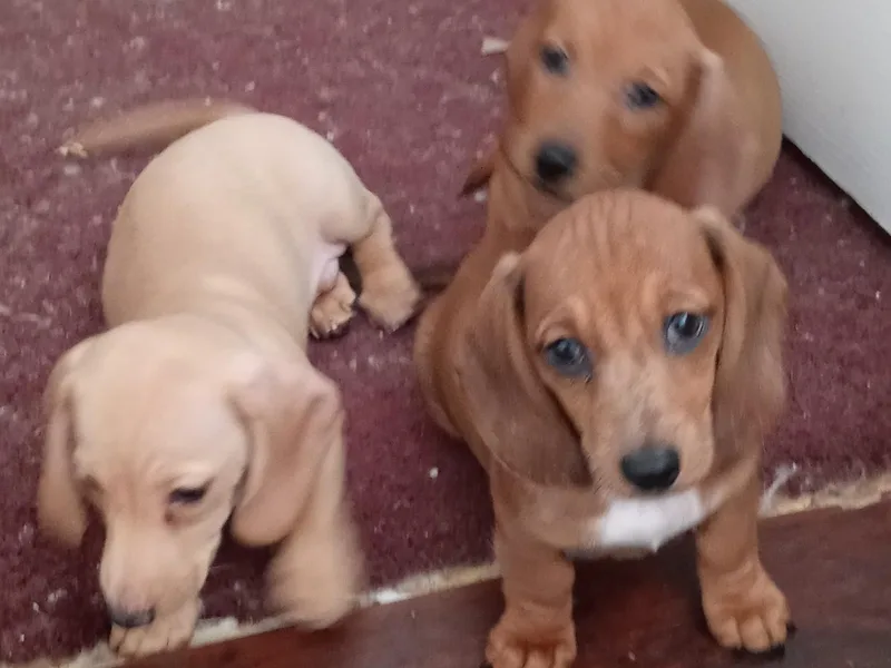 Heaven Sent Doxies