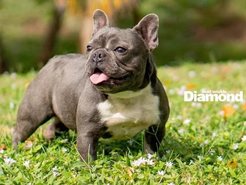 Heaven Sent Frenchies
