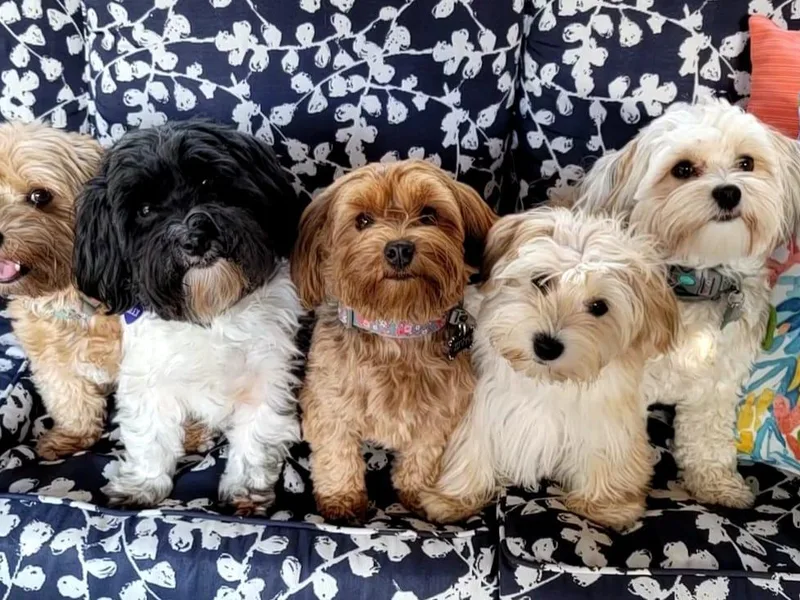 Heaven Sent Havanese