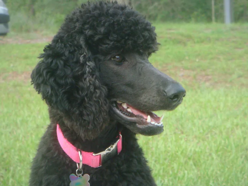 Heaven Sent Standard Poodles