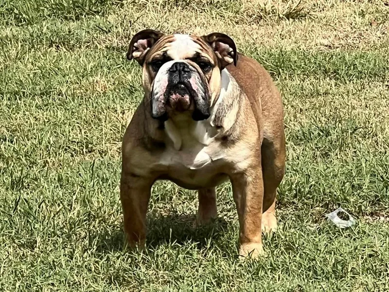 Heavenly English Bulldogs