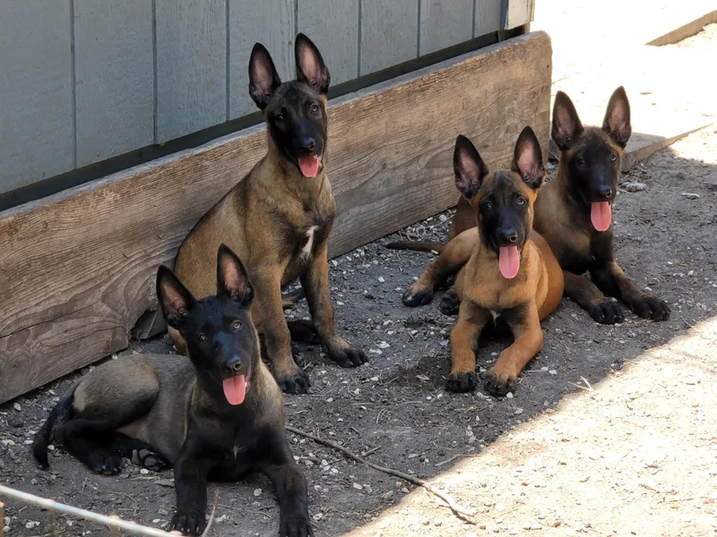 Heavenly Firefly Belgian Malinois