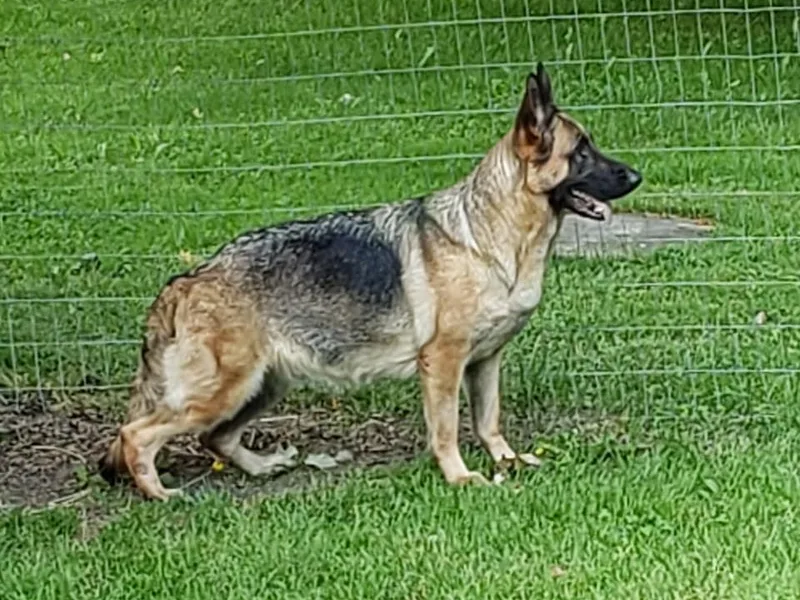 Heavenly German Shepherds &amp; Shetland Sheepdogs Kennels photo 1