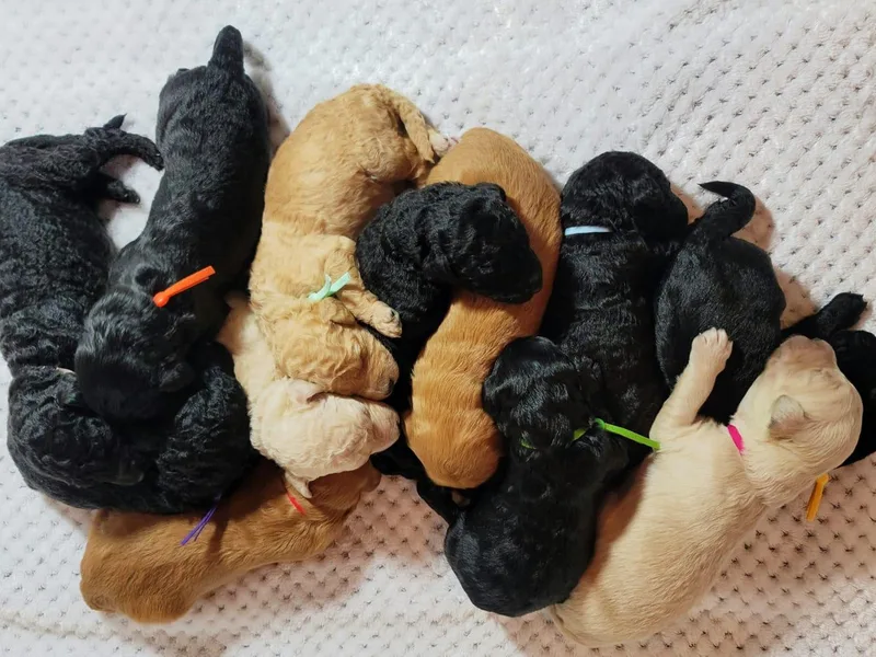 Heavenly Goldendoodles