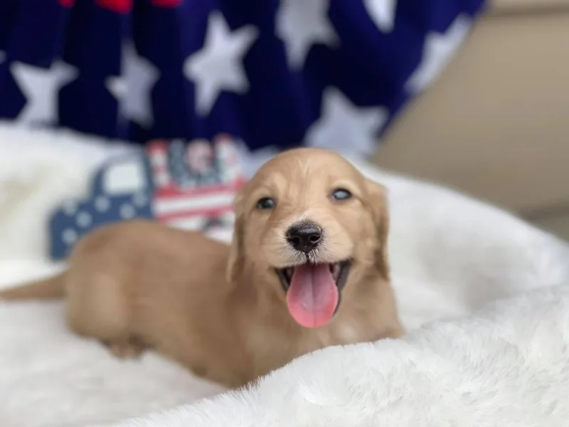 Heavenly Heritage Dachshunds and Doods