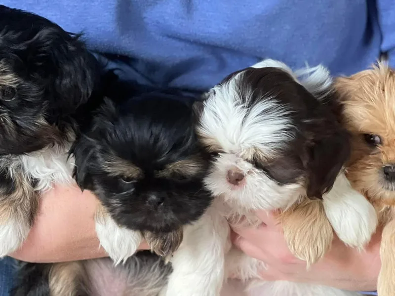 Heavenly Kennels photo 1