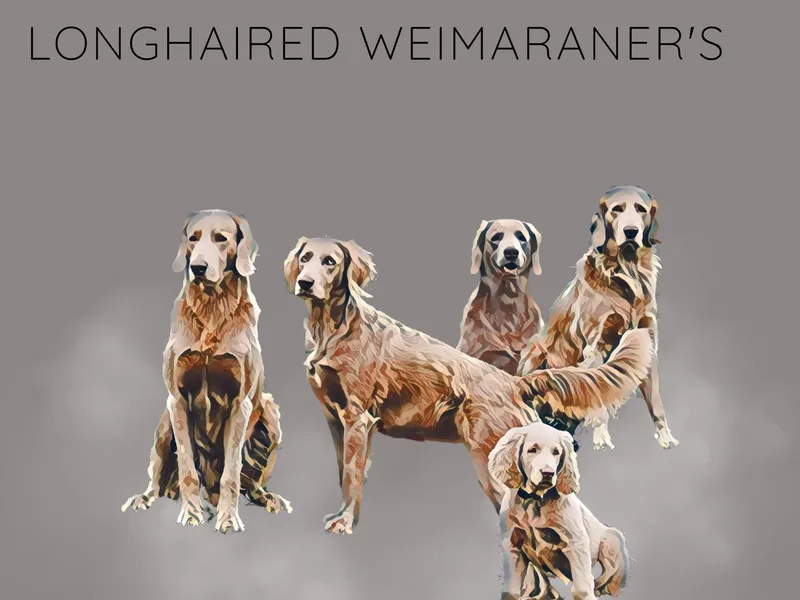 Heavenly Longhaired Weimaraner’s