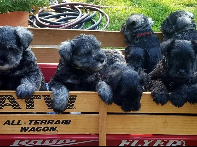 Heavenly Miniature Schnauzers