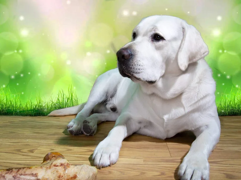 Heavenly polar labs