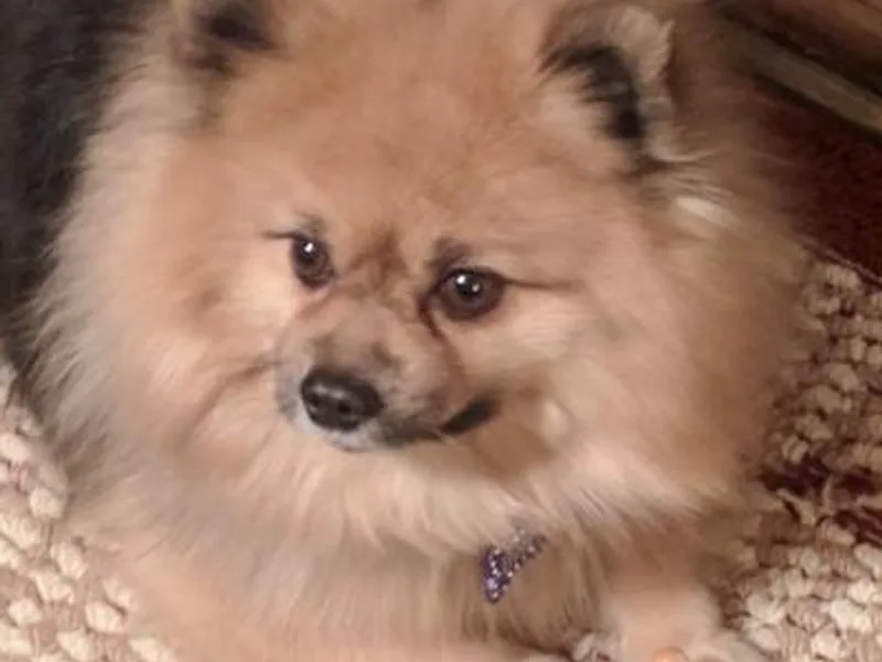 Heavenly Pom’s photo 1