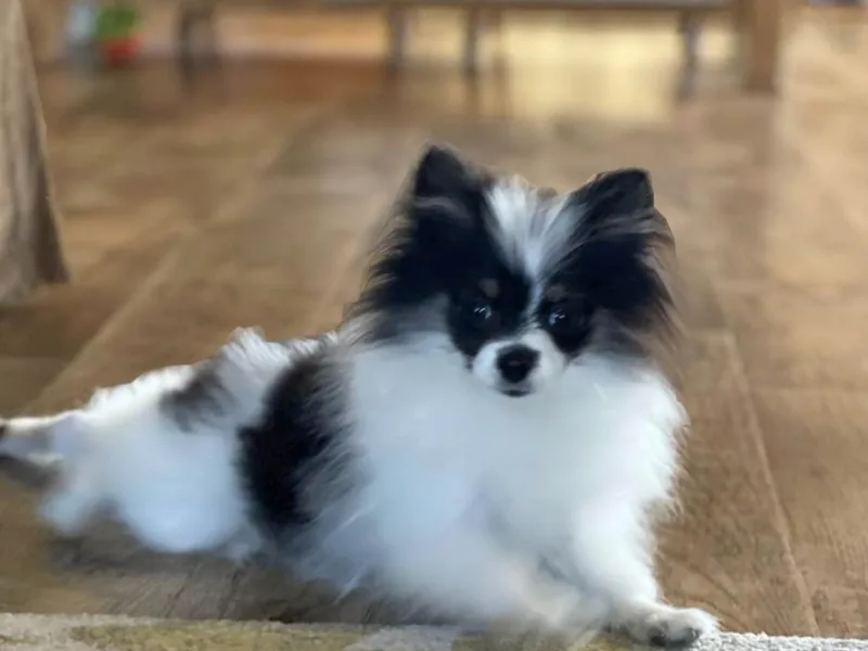 Heavenly Pomeranians