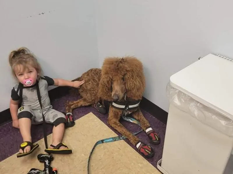 Heavenly poodle and doodle