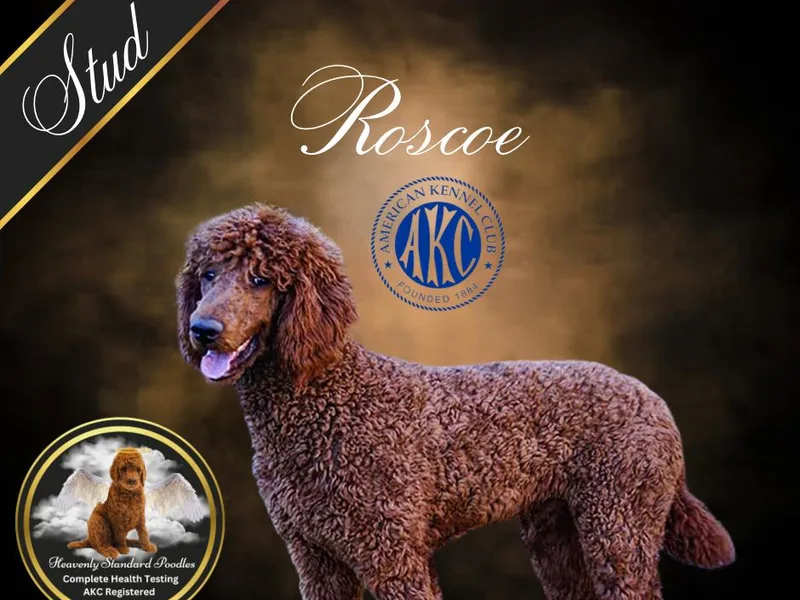 Heavenly Poodles