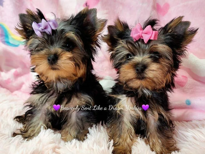 Heavenly Sent Like a Dream Yorkies