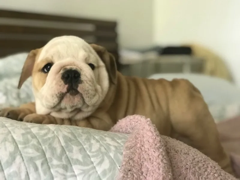 Heavensent Bulldogs