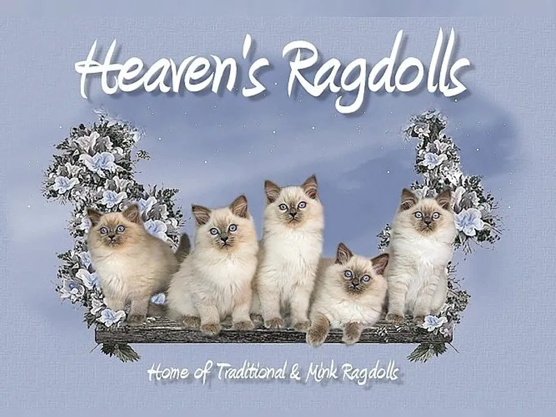 Heavensragdolls